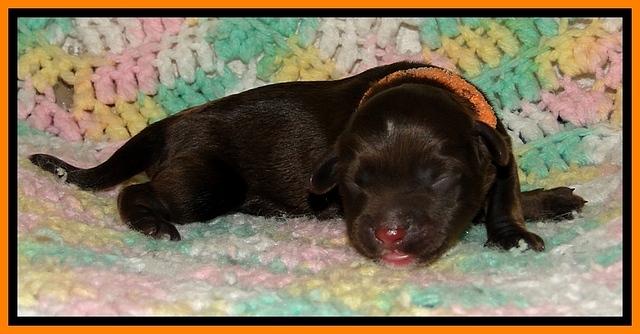 CB pups 1 day old 11