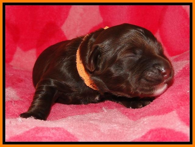 CB pups 1 wk old 16