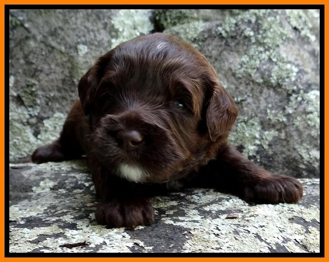 CB pups 3 wks old 16