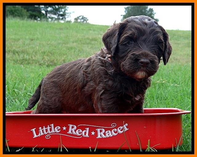 CB pups 4 wks old 5
