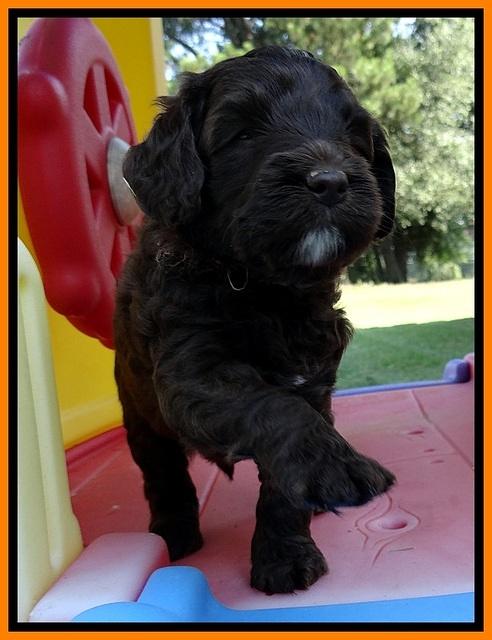 CB pups 5 wks old 26