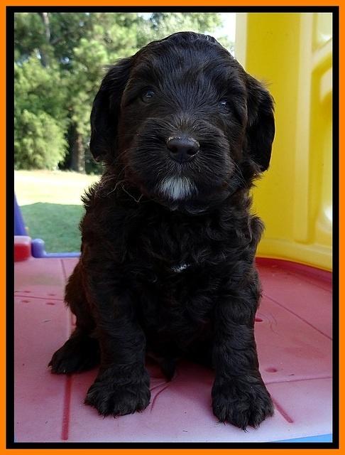 CB pups 5 wks old 3