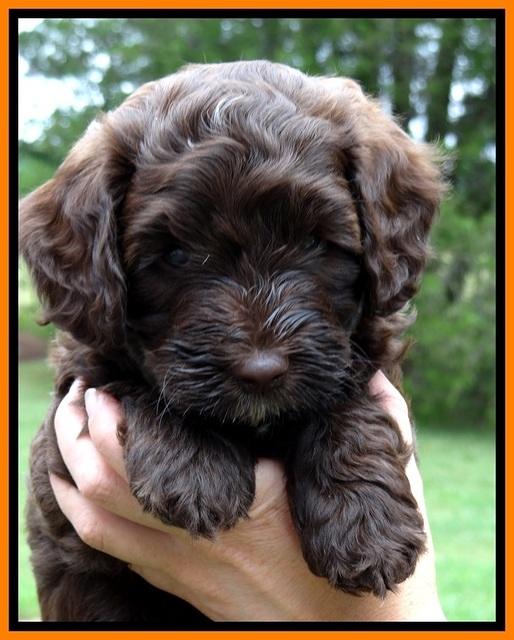 CB pups 6 wks old 12