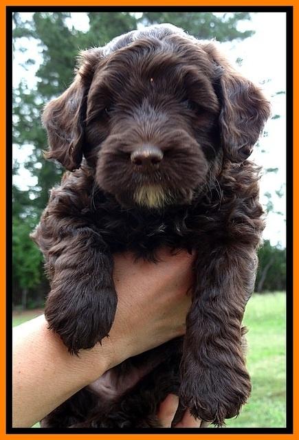 CB pups 6 wks old 29