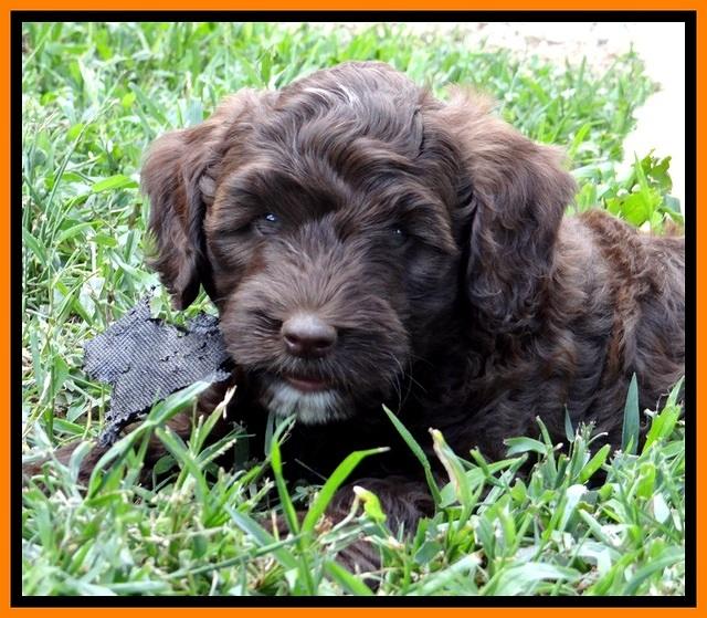 CB pups 7 wks old 38