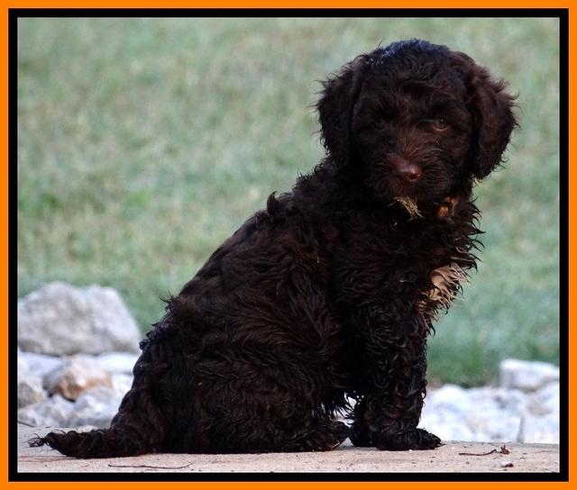 CB pups 7 wks old 46