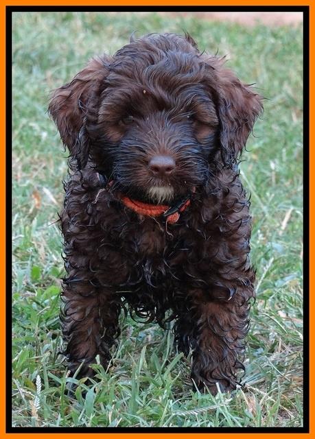 CB pups 7 wks old 47