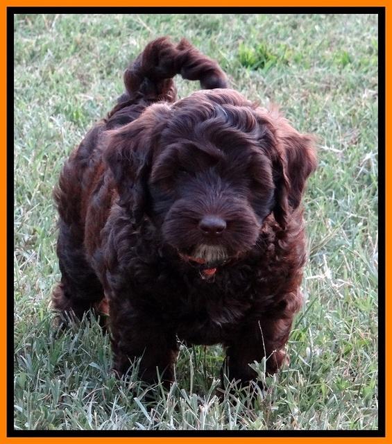 CB pups 7 wks old 63