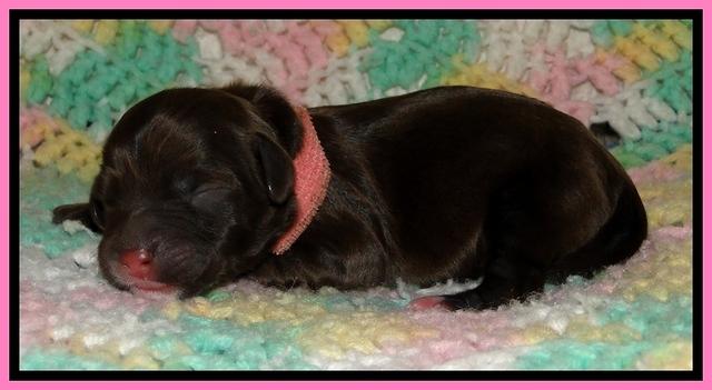 CB pups 1 day old 3