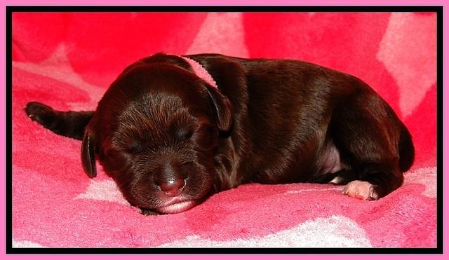 CB pups 1 wk old 5