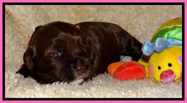CB pups 2 wks old 5