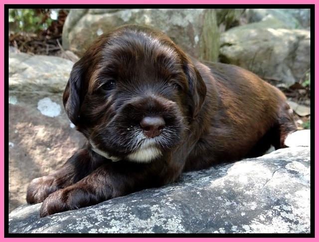 CB pups 3 wks old 8