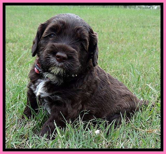 CB pups 4 wks old 11