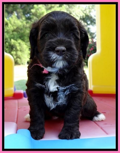 CB pups 5 wks old 6