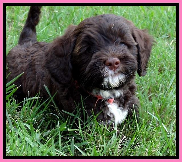 CB pups 7 wks old 1