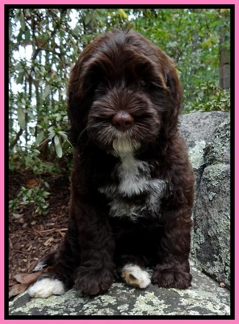 Cb pups 8 wks old 2