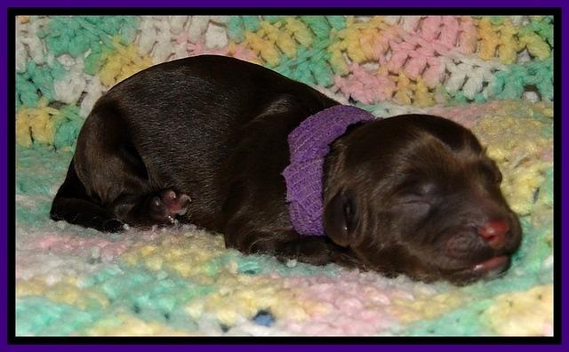CB pups 1 day old 6