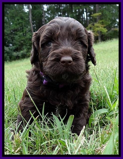 CB pups 4 wks old 13