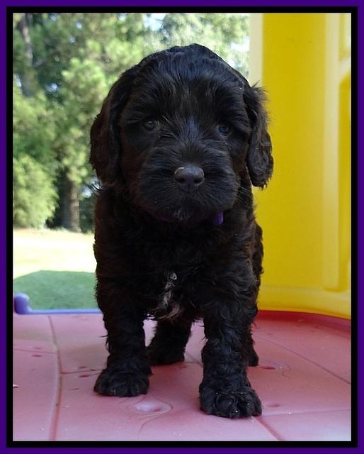 CB pups 5 wks old 13