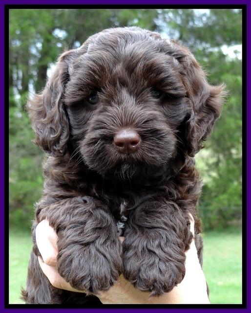 CB pups 6 wks old 6