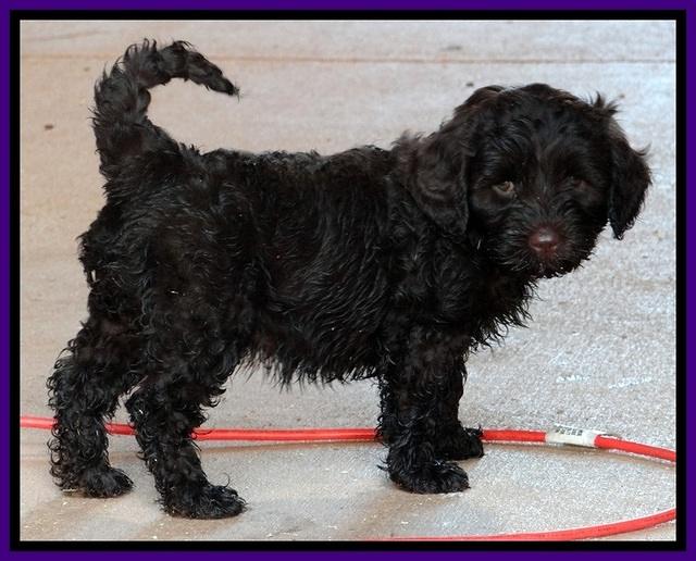 CB pups 7 wks old 45