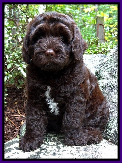 CB pups 8 wks old 34