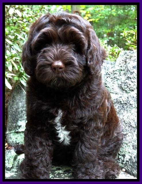 CB pups 8 wks old 37