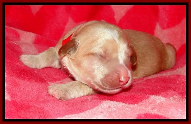 CB pups 1 wk old 11