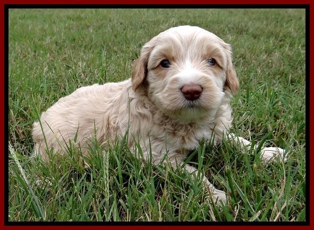 CB pups 4 wks old 17