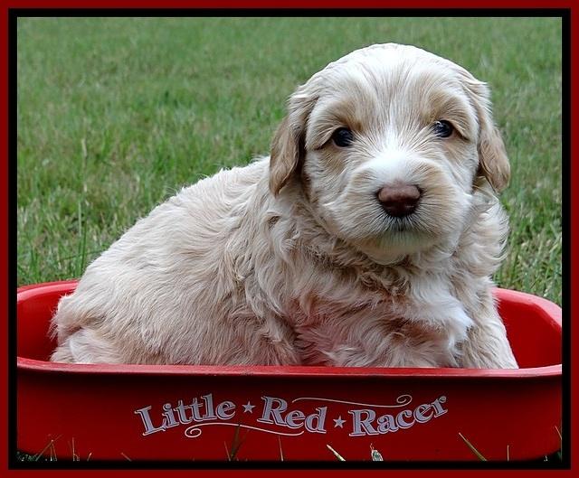 CB pups 4 wks old 18