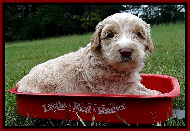 CB pups 4 wks old 19