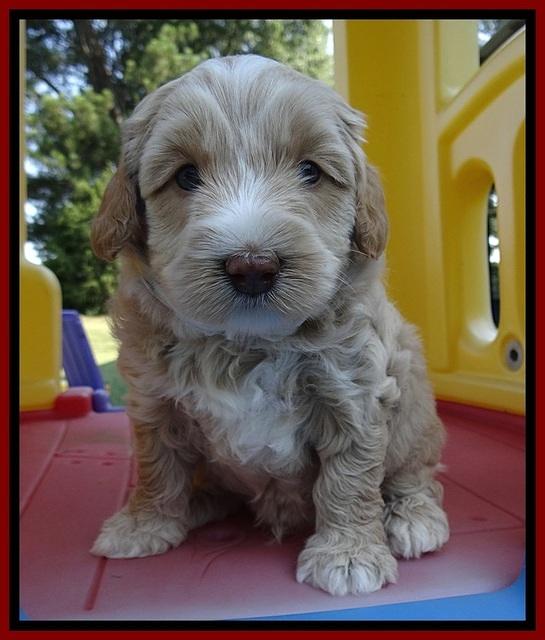 CB pups 5 wks old 14