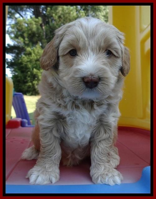 CB pups 5 wks old 17