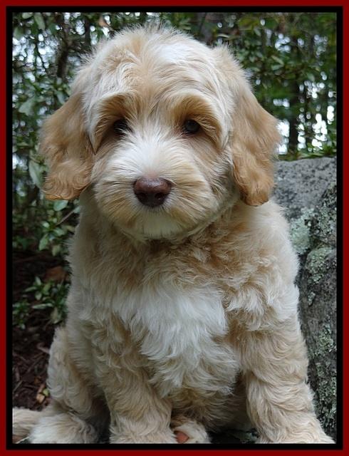 CB pups 8 wks old 33