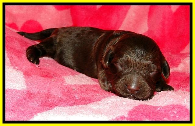 CB pups 1 wk old 20