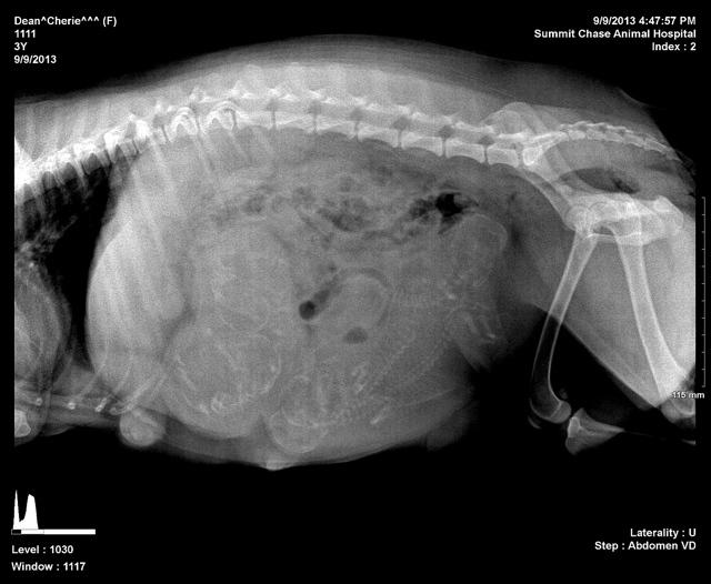 Cherie Preg xray with Mojo
