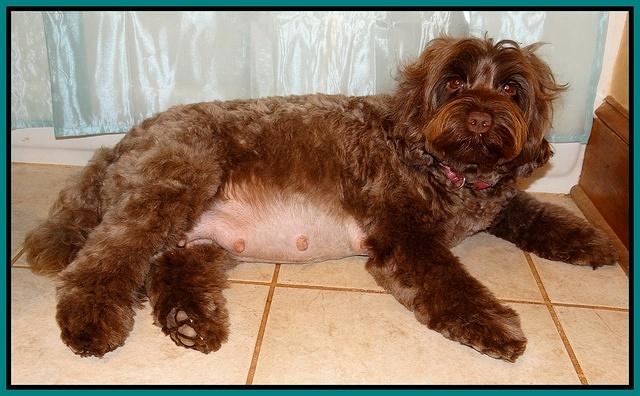 Cherie day 56 with MOJO pups 002