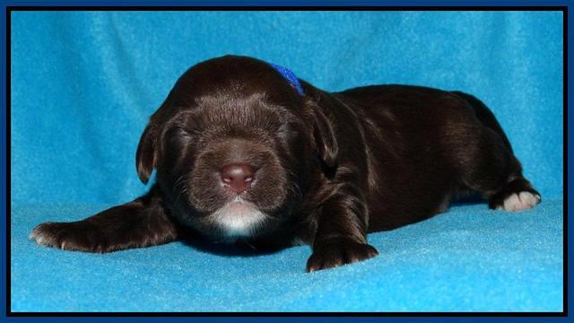 Cherie Mojo pups 1 wk old 31