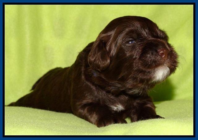 Cherie Mojo pups 2 wks old 41