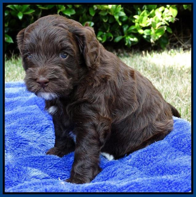 Cherie Mojo pups 4 wks old 21