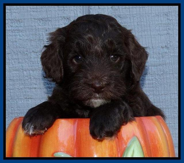 Cherie Mojo pups 5 wks old 31