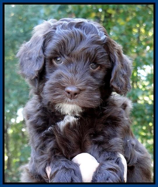 Cherie Mojo pups 6 weeks old 042