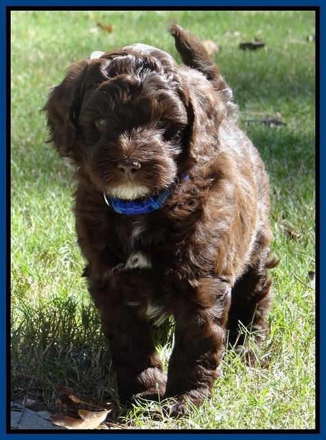 Cherie Mojo pups 6 weeks old 054