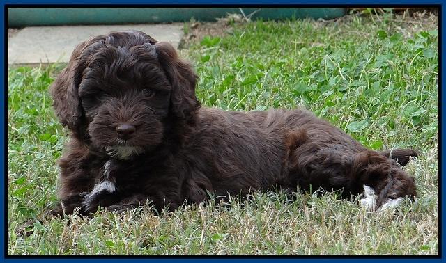 Cherie Mojo pups 7 wks old 21