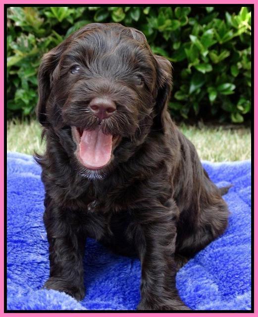 Cherie Mojo pups 4 wks old 51