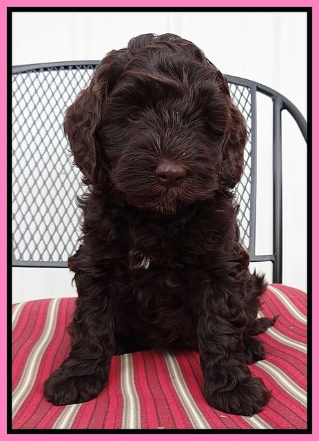 Cherie Mojo pups 7 wks old 81