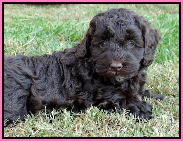 Cherie Mojo pups 7 wks old 91