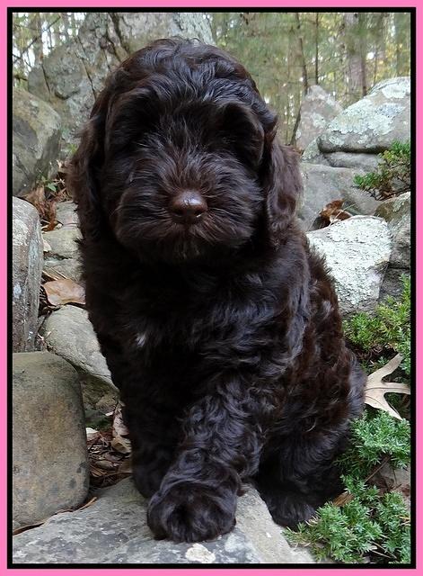 Cherie Mojo pups 8 wks old 001