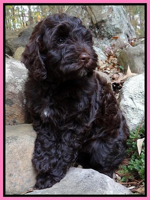 Cherie Mojo pups 8 wks old 004