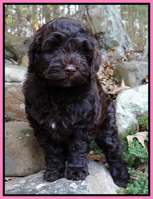 Cherie Mojo pups 8 wks old 009